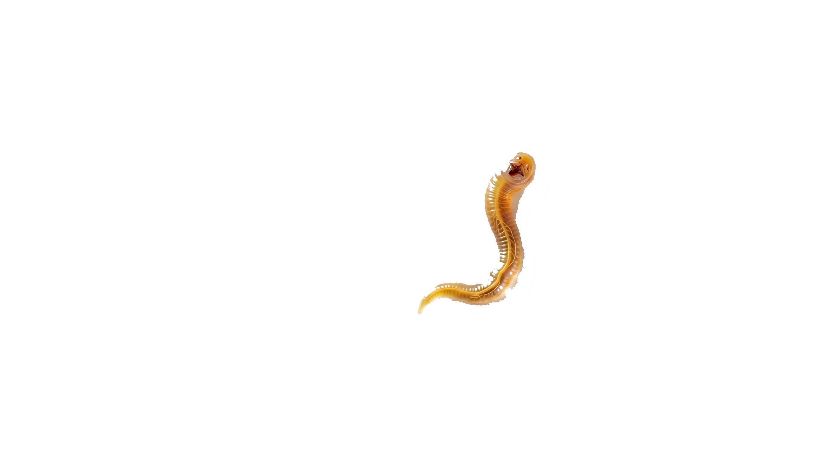 PARAscan